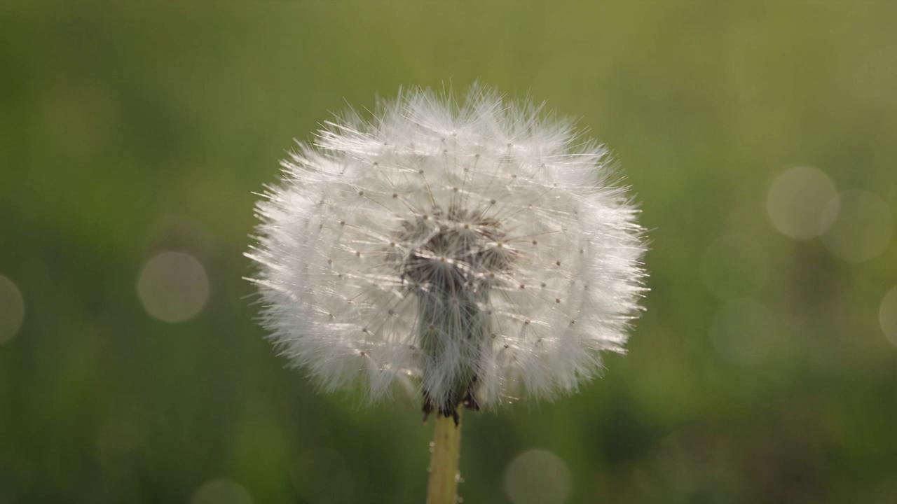 Take @video1 (first 10s: a breeze passing by, dandelion fluff beginning…