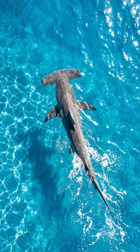 Aerial — Hammerhead Shark